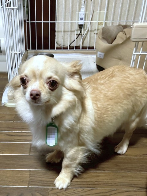 キョロミ