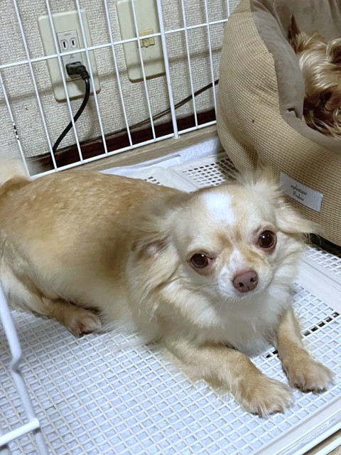 キョロミ