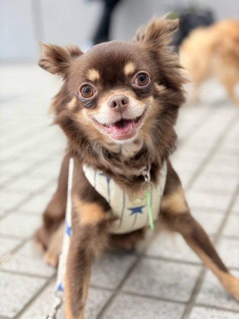 チワワ