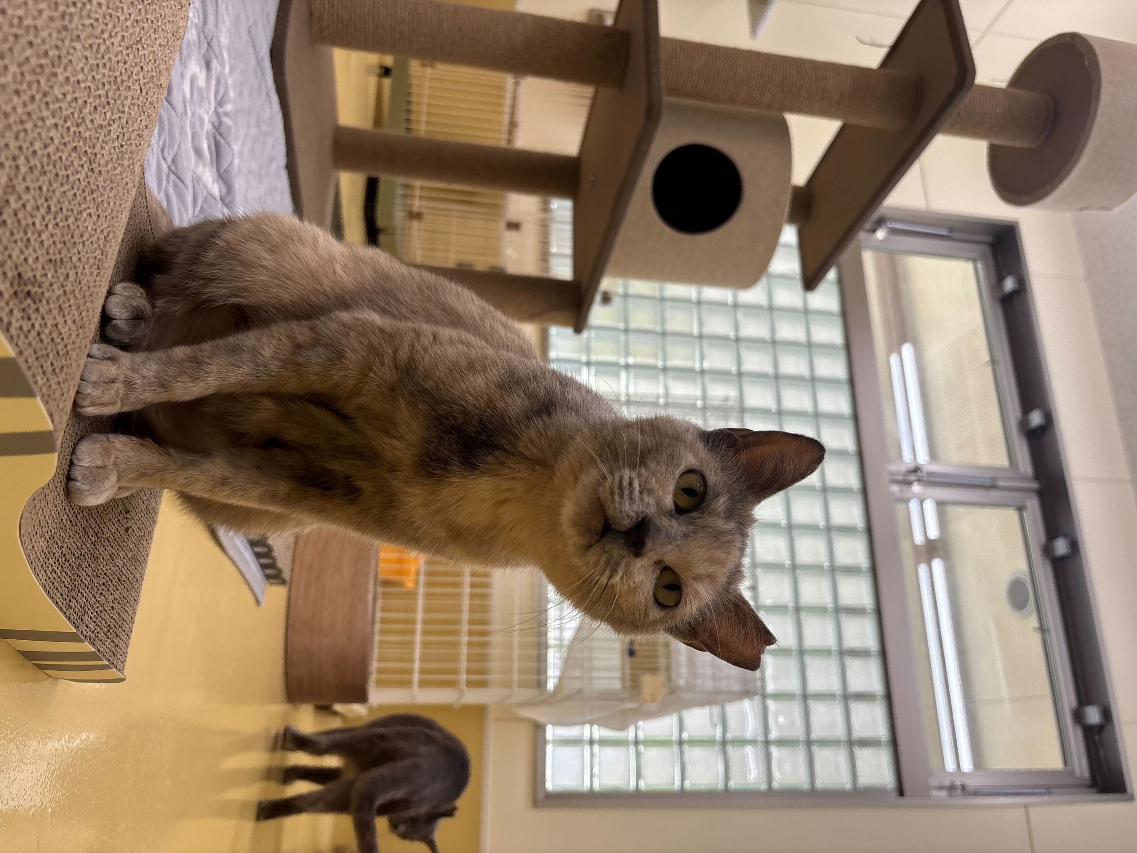 猫種不明