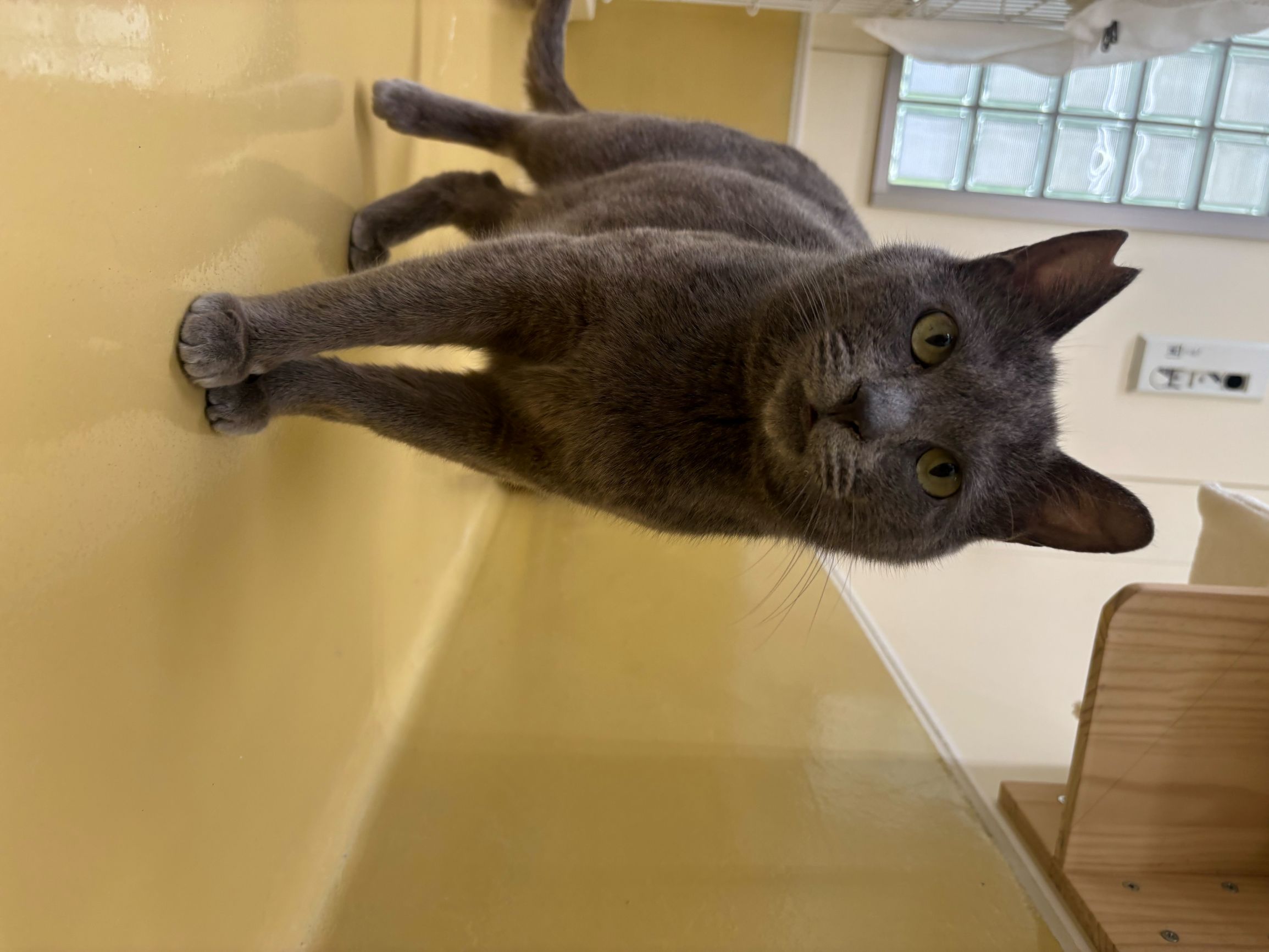 猫種不明