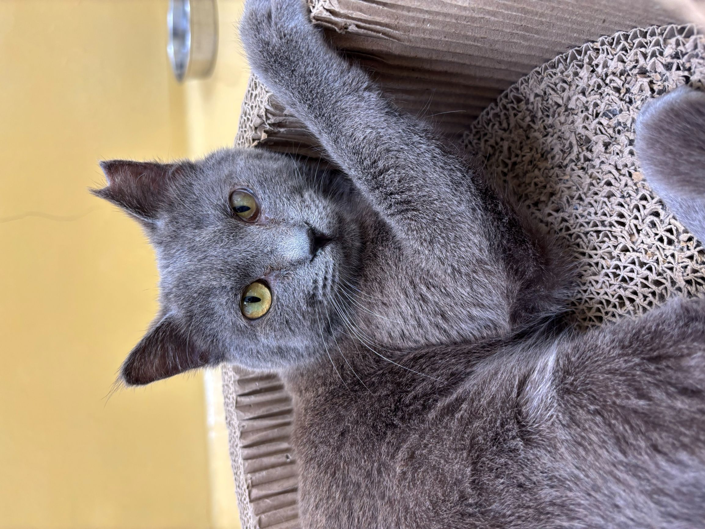 猫種不明