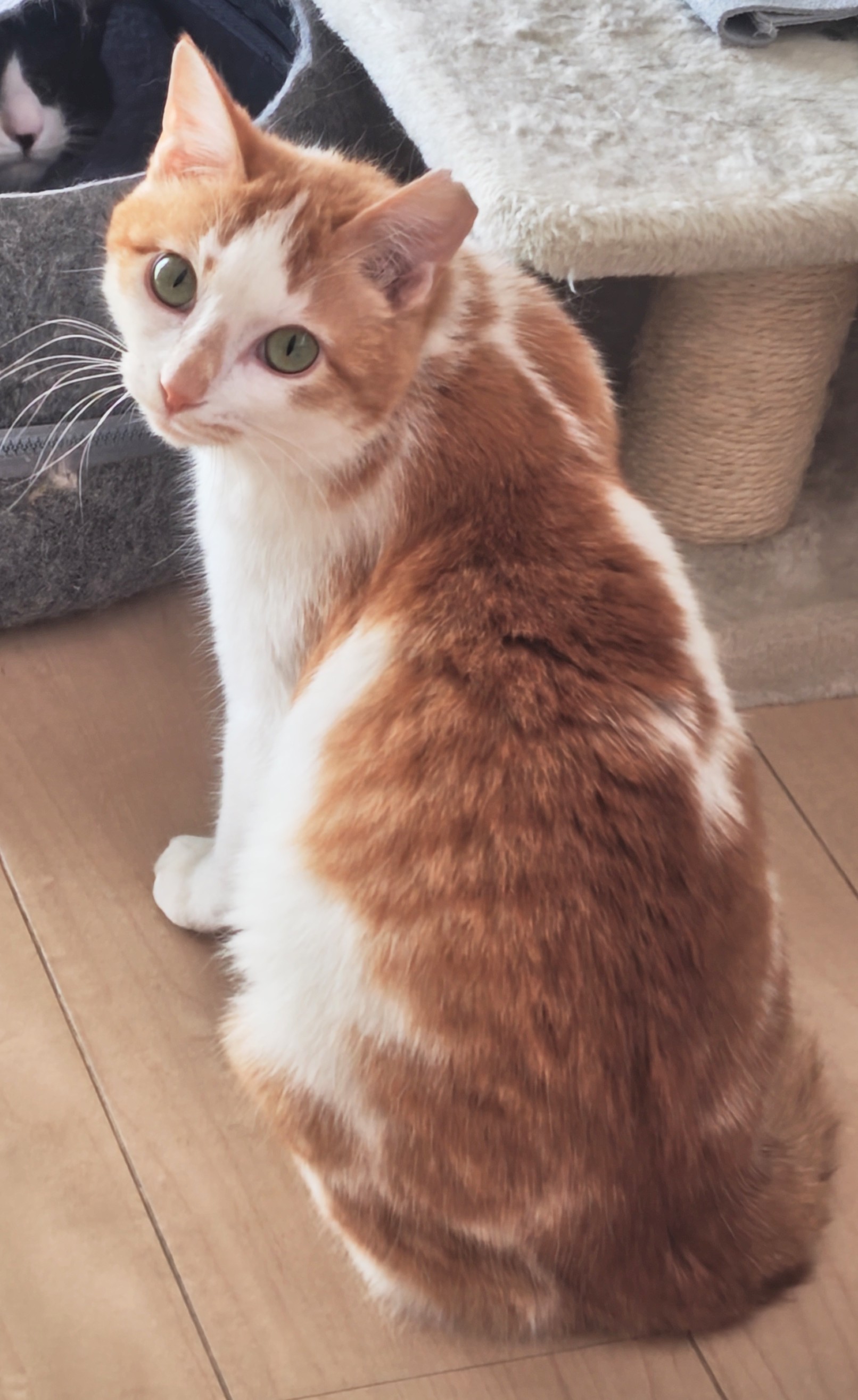 猫種不明
