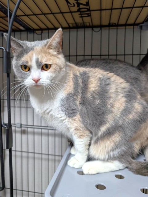 ブリティッシュショートヘア