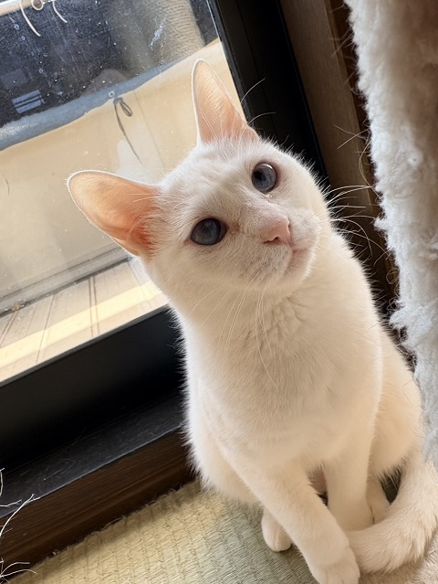 猫種不明