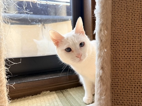 ふき