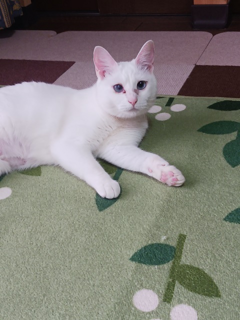 ふき