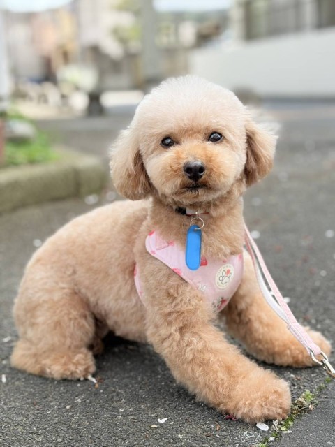 アコミ