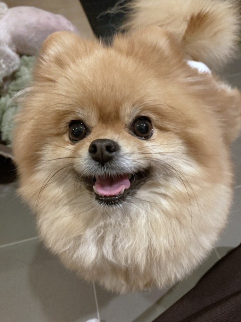 メリル