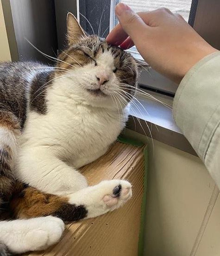 猫種不明