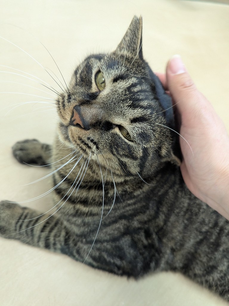 猫種不明