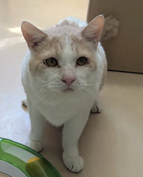 猫種不明