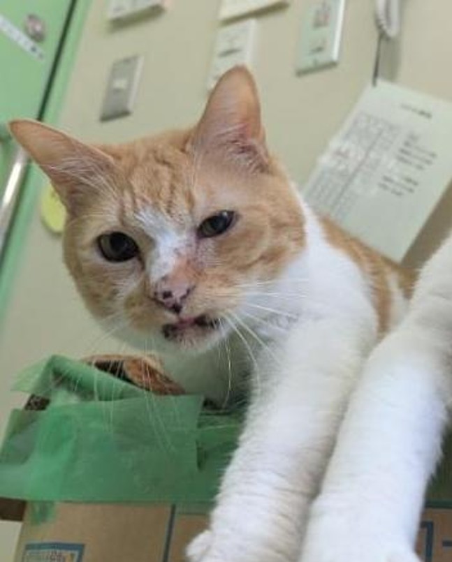 猫種不明