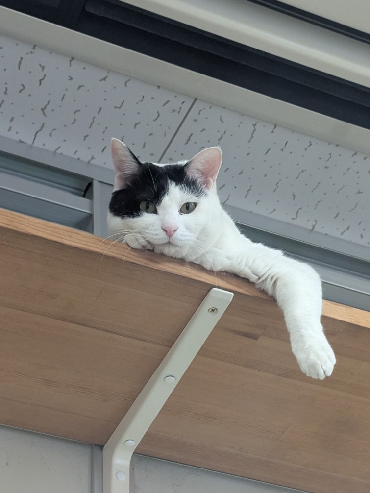 ムック