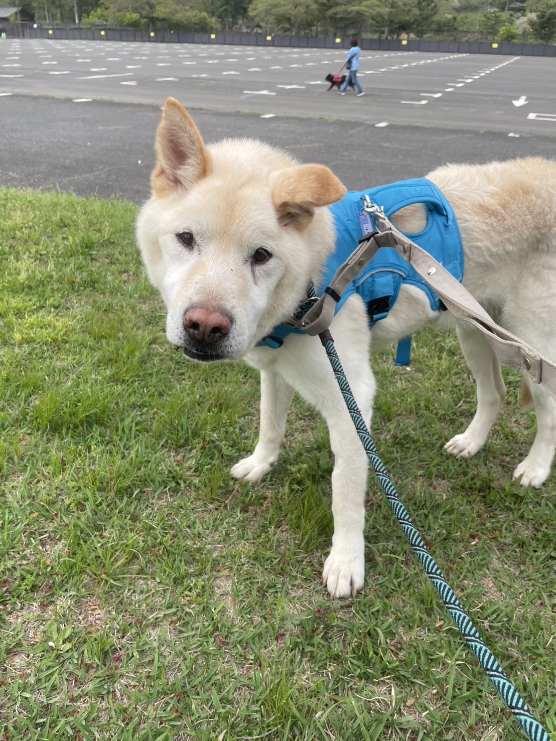 犬種不明