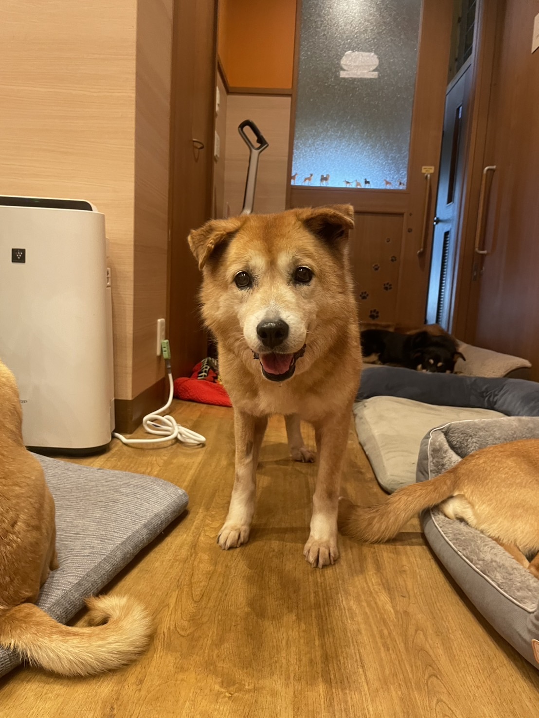 犬種不明