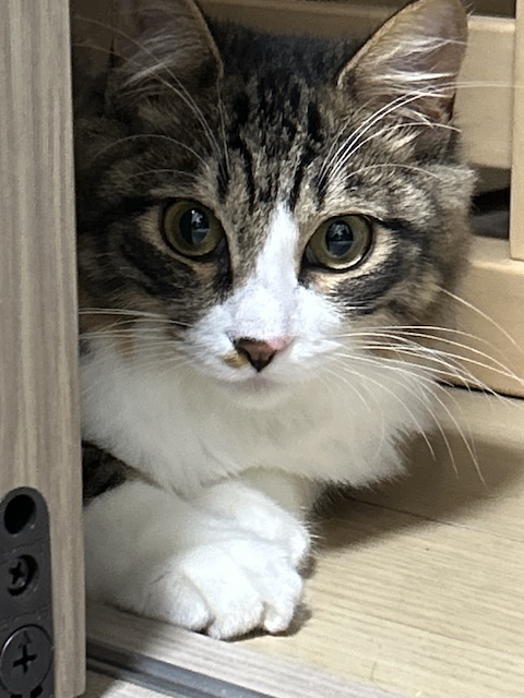 猫種不明