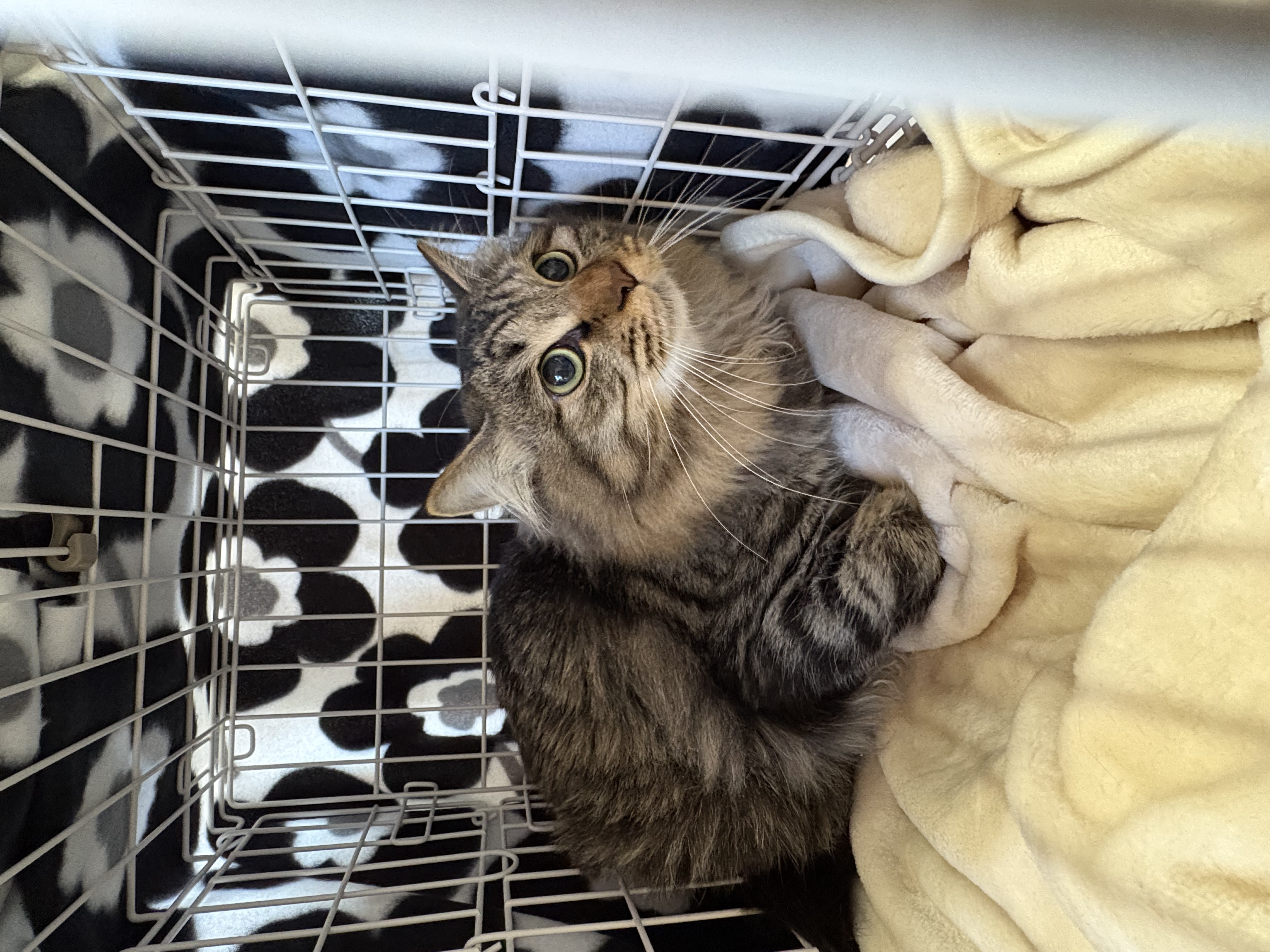 猫種不明