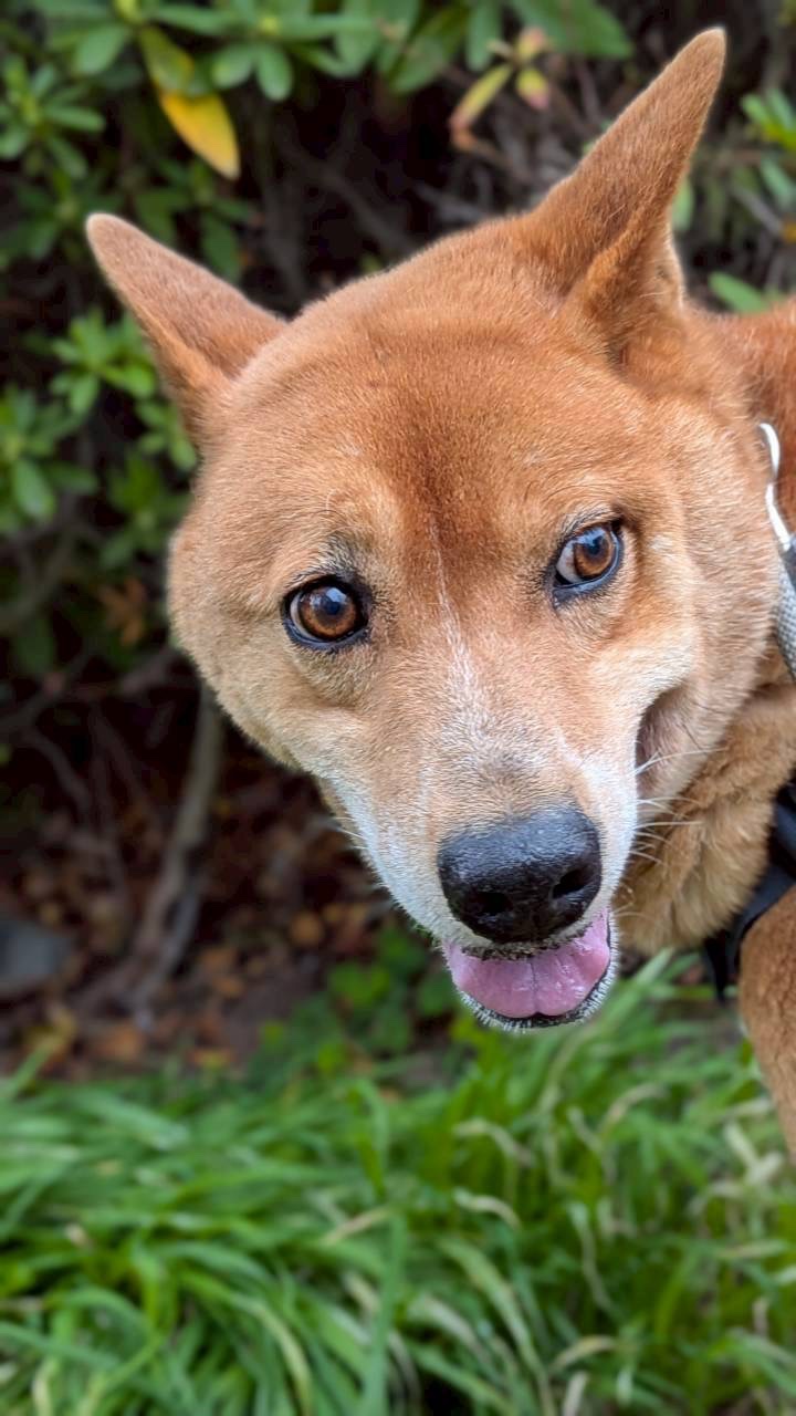 犬種不明