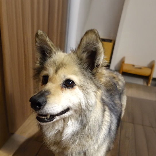 犬種不明