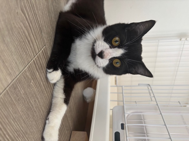 猫種不明