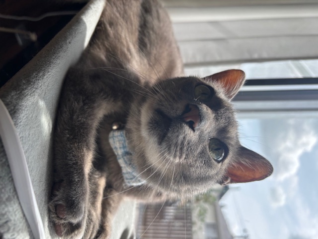 猫種不明