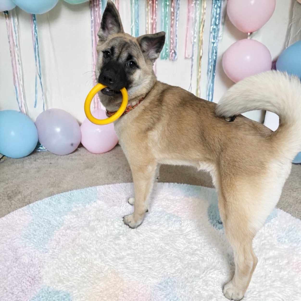 犬種不明