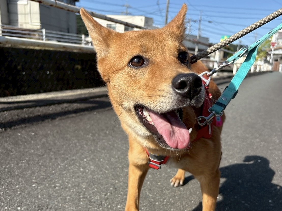 犬種不明