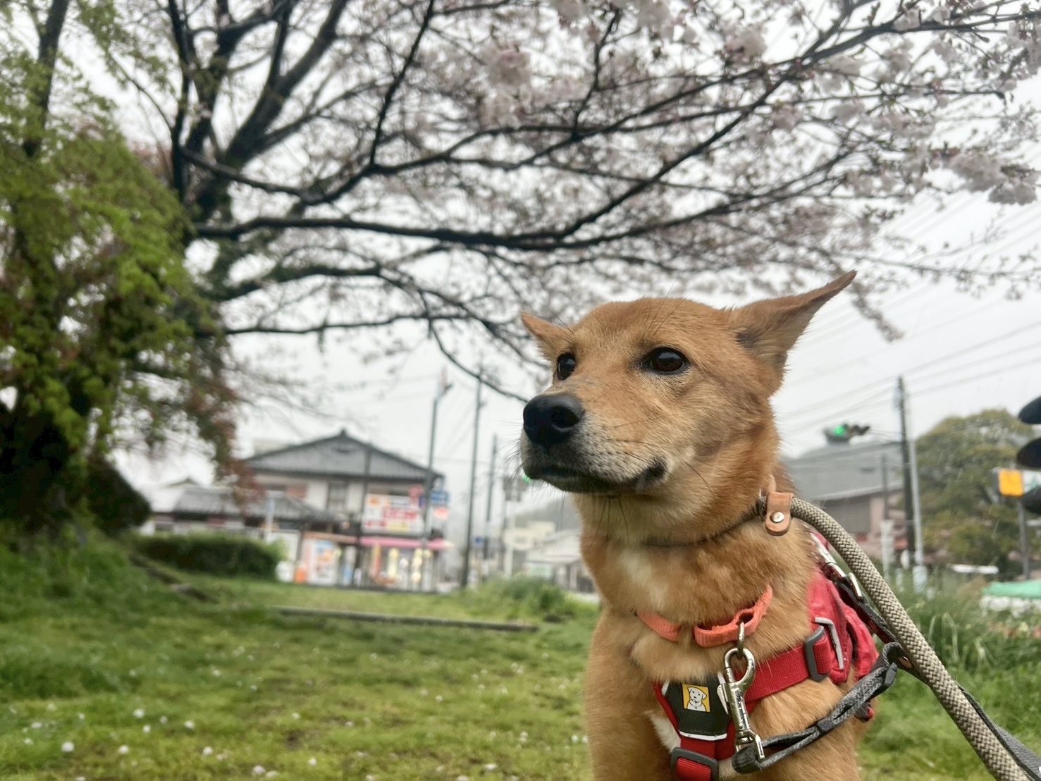 おたま