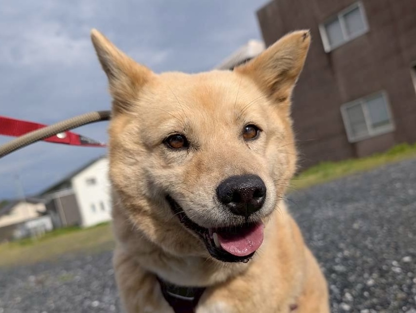 犬種不明