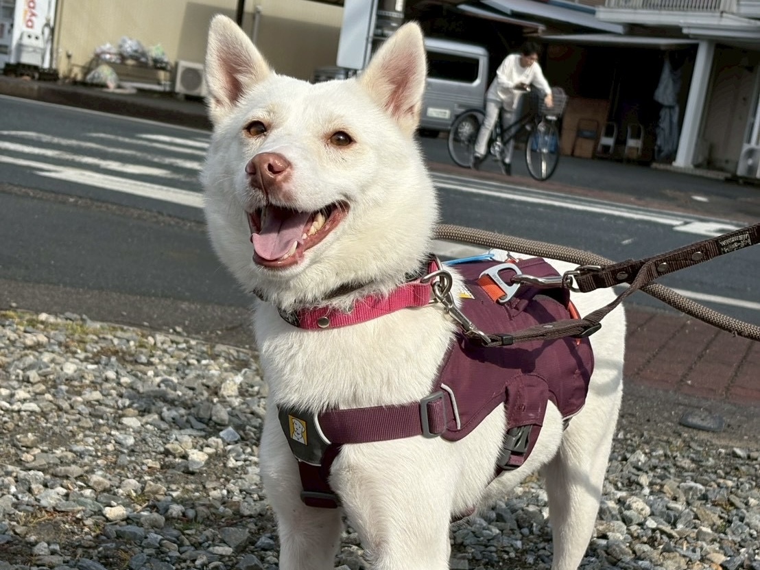 犬種不明