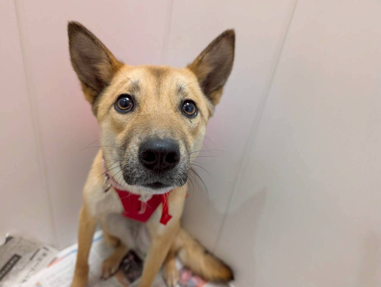 犬種不明