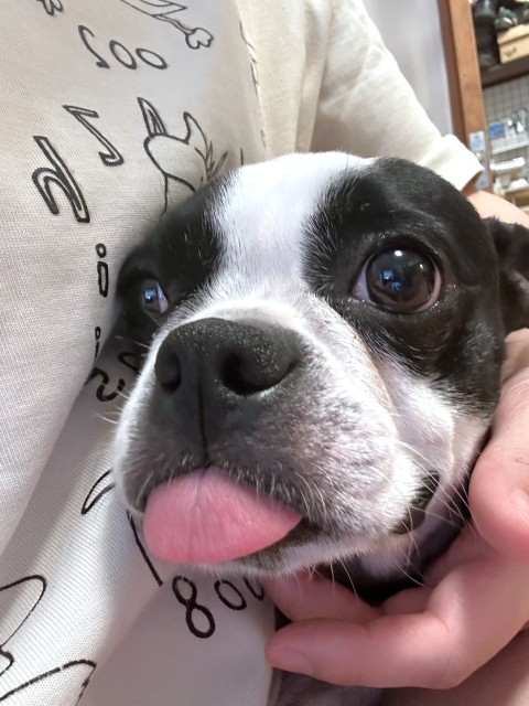 はるり