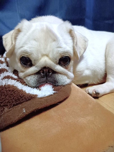 パグ