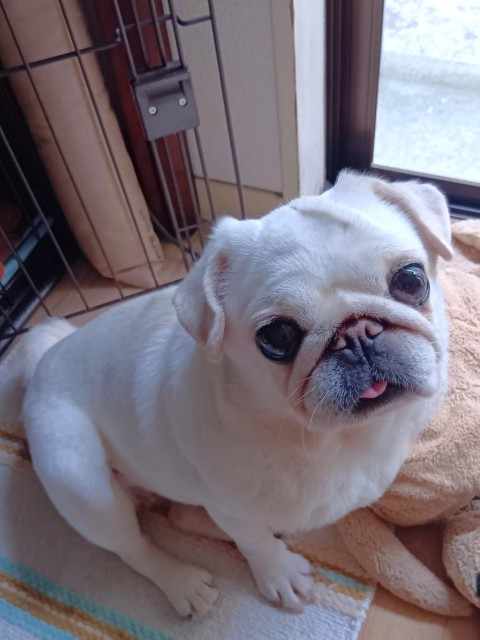 みはる