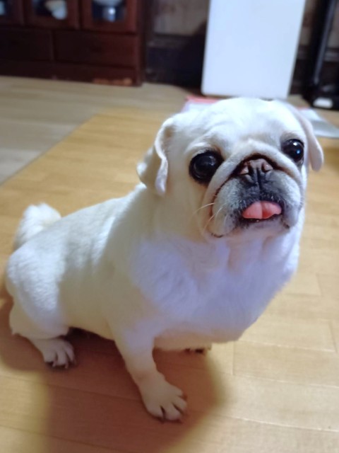 みはる