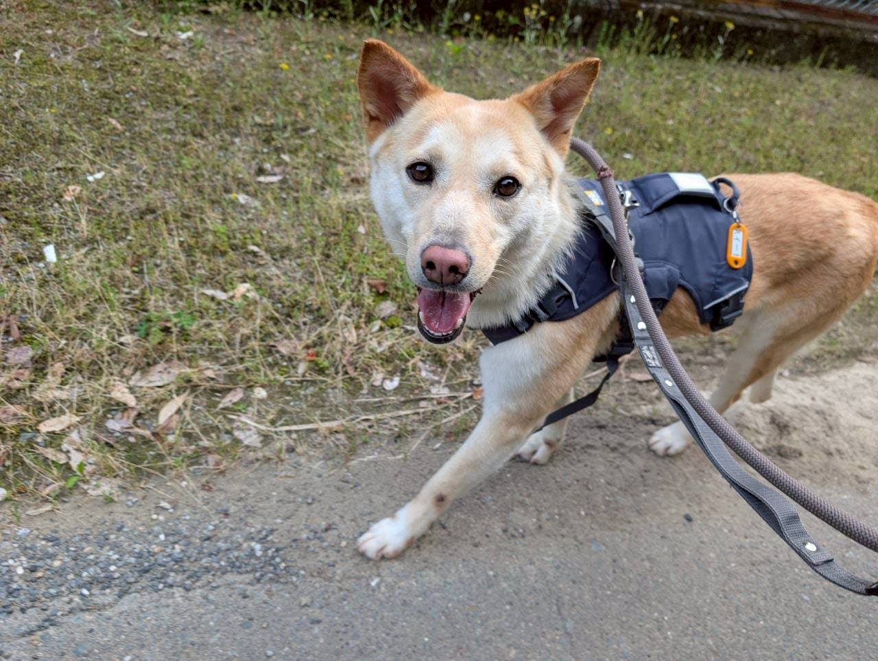 犬種不明