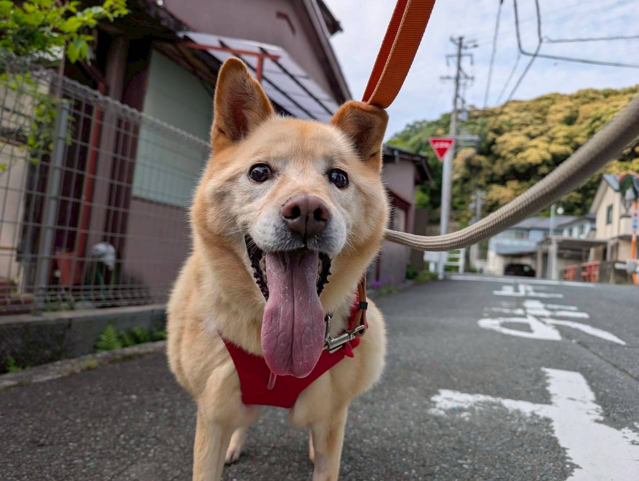 犬種不明