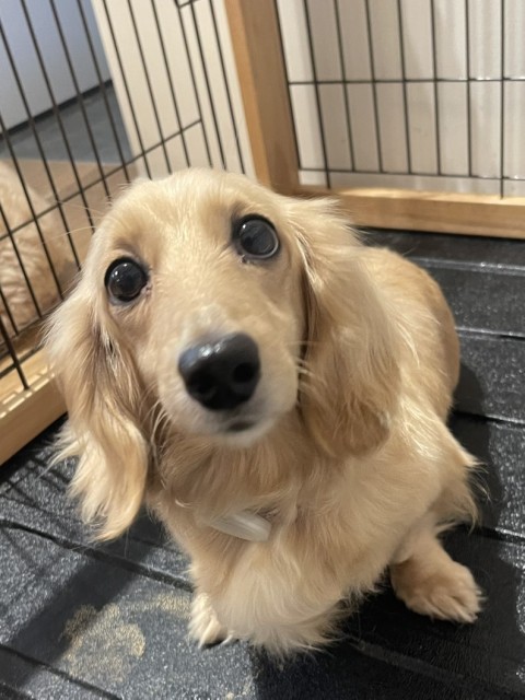 ミニチュア・ダックスフンド