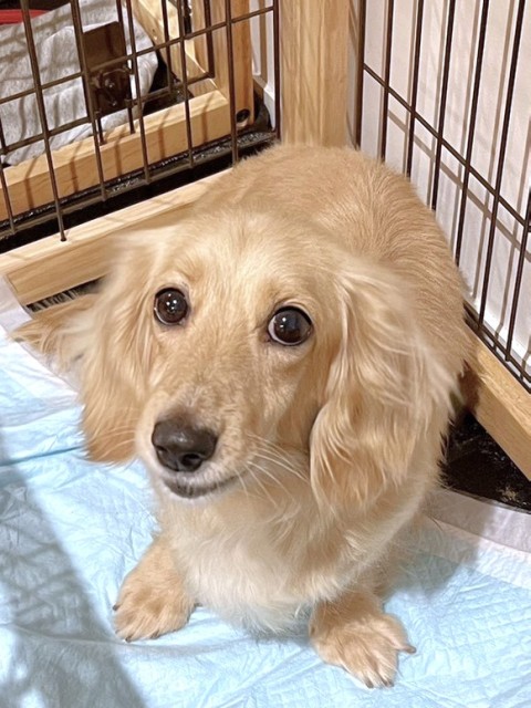ほのり