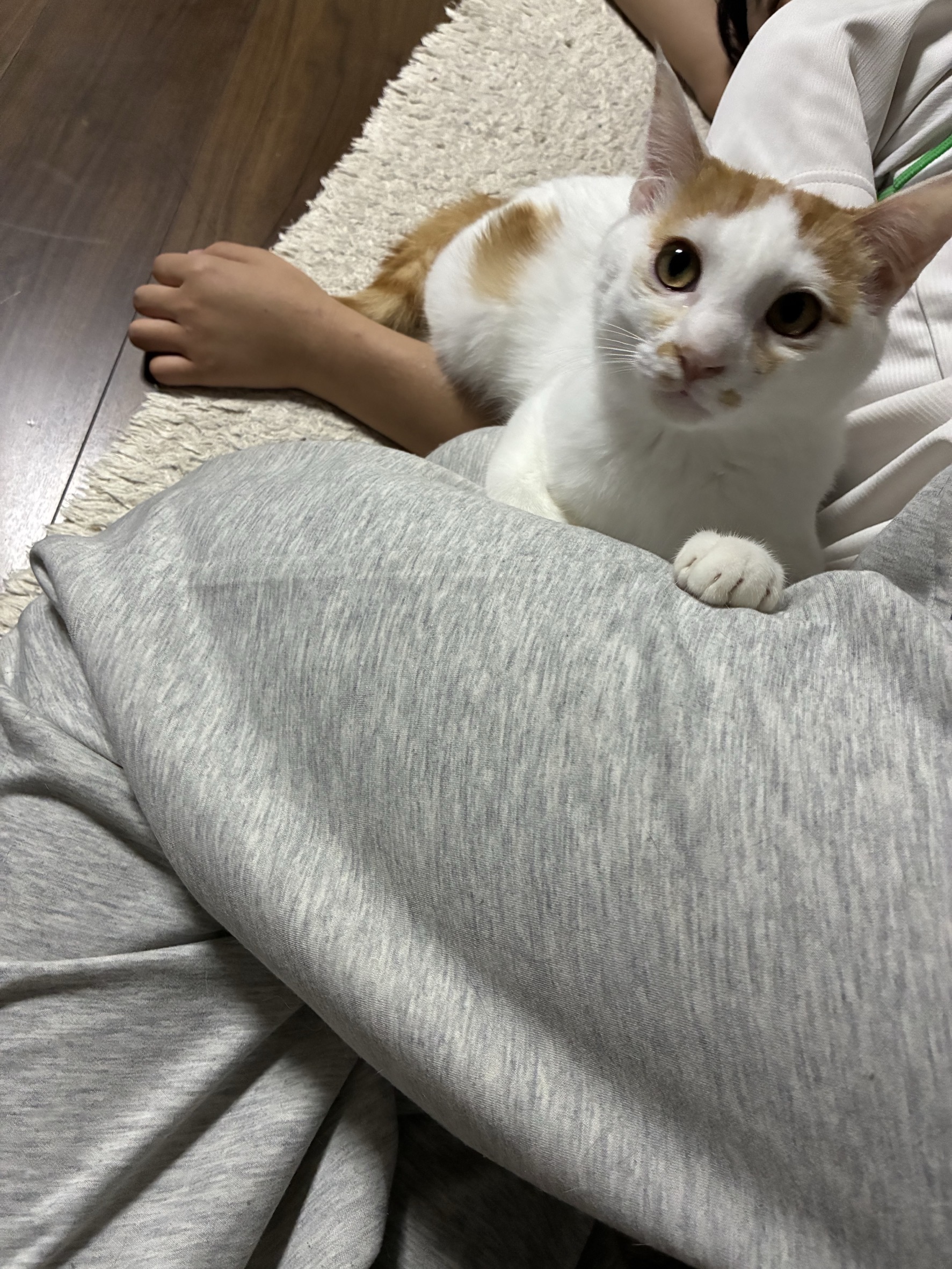 猫種不明