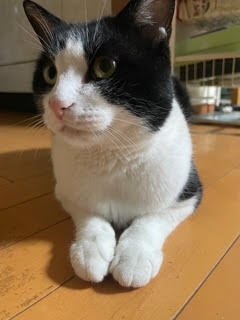 登録している生体