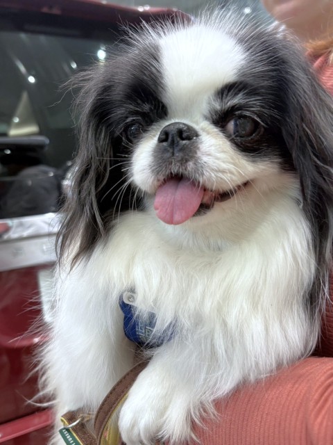 狆