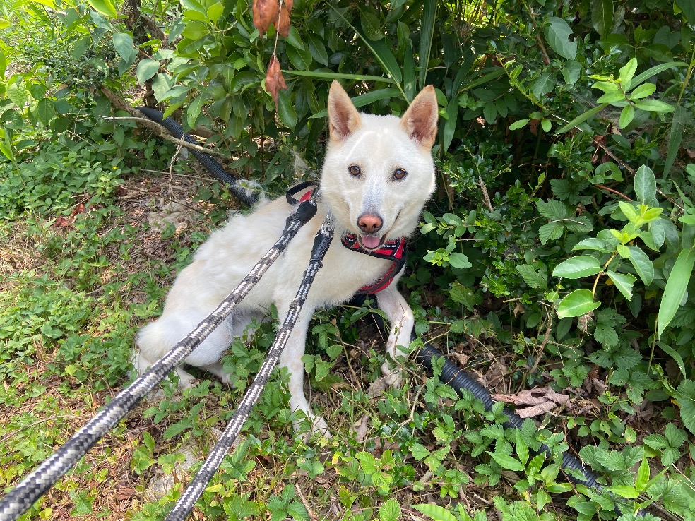 犬種不明