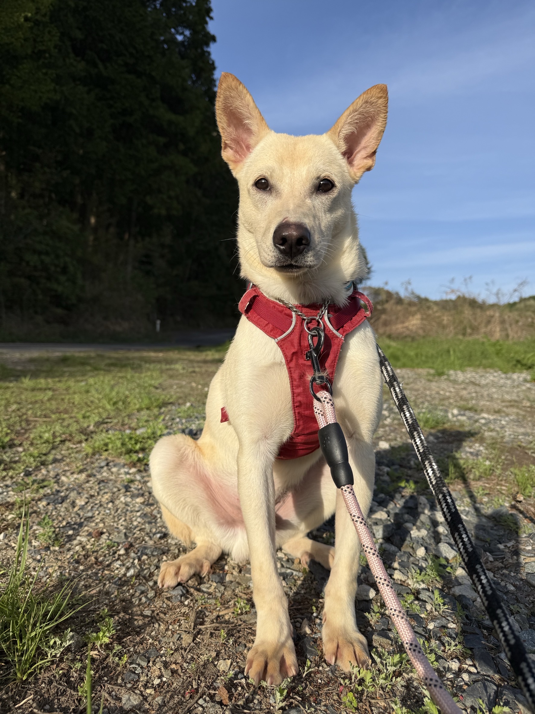 犬種不明