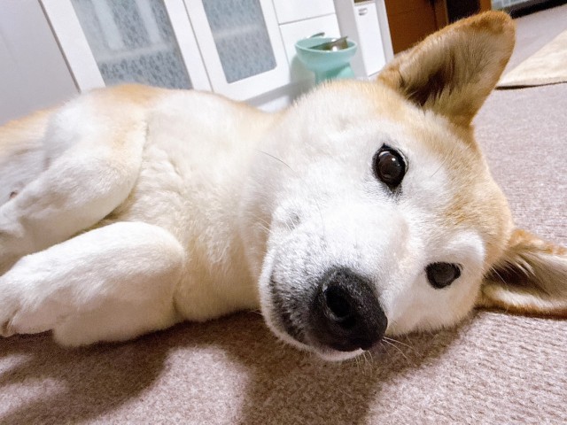 はぎの