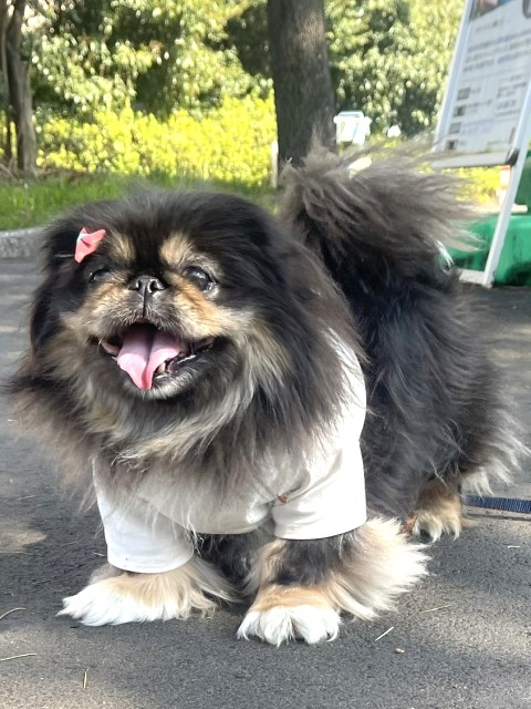 ペキニーズ