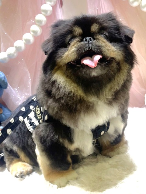 すずこ