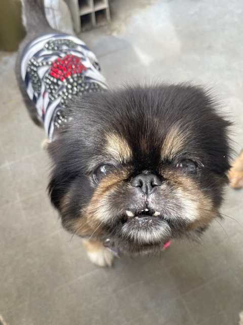 すずこ