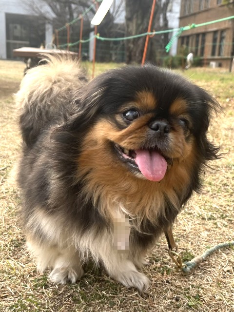 ペキニーズ